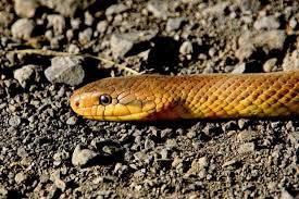 Dream About Being Chased By A Snake Dream Interpretation Snakes Dream Meanings Dream Meaning Snake