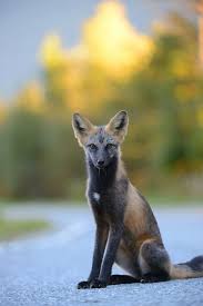 Black And Orange Fox Species Cross Fox With Images Fox Breeds Fox Species Animals Beautiful