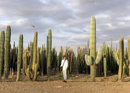 This enormous cereus peruvians cactus is planted near town split in croatia. One Of Africa S Largest Cactus Plantations Becomes Major Tourist Site Face2face Africa