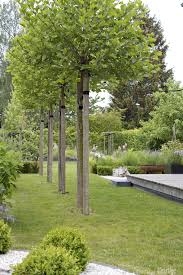 Dieartigeblog Garten Buchs Kugelplatanen Weisser Splitt Garten Garten Deko Haus Und Garten