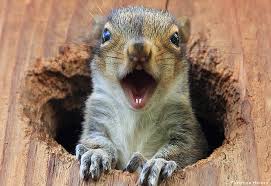 Image result for squirrel