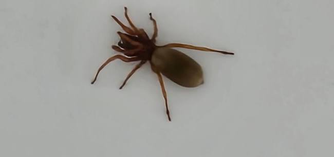What kind of spider is this?