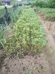 Panen dilakuka dengan cara mencabut seluruh tanaman kacang tanah sampai dengan akarnya untuk dapat diambil biji kacang tanahnya. Cara Tanam Kacang Tanah Tanpa Guna Racun Serangga Tapi Hasil Banyak Impiana
