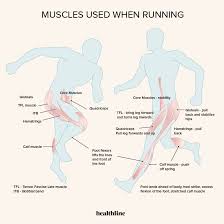Hip osteoarthritis causes pain (usually felt in the groin) and stiffness. What Muscles Does Running Work