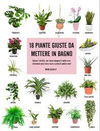 6 Consigli Per Scegliere Le Piante Giuste Da Mettere In Bagno Piante Da Bagno Piante Piante Da Appartamento