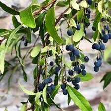Image result for Chionanthus niloticus