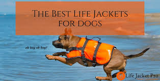 The 5 Best Life Jackets For Dogs