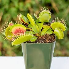 Low Giant Venus Flytrap For Sale Extra Large Venus Flytrap Variety Insectivorous Plant Venus Fly Trap Flower Seeds