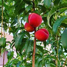 Our peach trees can be grown all the down to miami. Florida Prince Peach Tree Is Ripe For The Picking No Photoshop They Are Really This Red Grown From Bare Root Purchased At Costco 3 Years Ago Really Great Flavor Gardening
