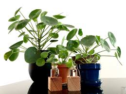 Our real time chinese yuan us dollar converter will enable you to convert your amount from cny to usd. The Sharing Plant Pilea Propagation My Tasteful Space