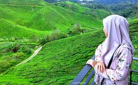 Ladang teh boh habu ringlet | cameron highlands. Review Ladang Teh Boh Sungai Palas Boh Tea Centre Azyyati Liah