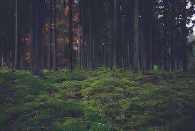 Emerald Forest Green Ferns Ferns Forest Forest Green Etsy Forest Pictures Fern Forest Forest Wallpaper