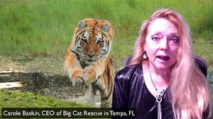 Situated in the city of tampa, on the west coast of the u.s. Big Cat Rescue What Is Big Cat Rescue Doing To Combat Covid 19 Facebook