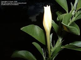 Image result for Ipomoea adenioides