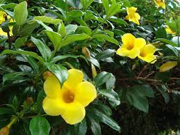 Epingle Par Lisa Rush Sur Alamanda Jardins Du Monde Jardins Jardinage