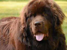 We did not find results for: Neufundlander Im Rasseportrait Edogs