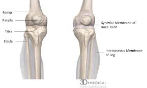 Joints Ligaments And Connective Tissues Advanced Anatomy