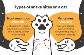 Image result for Snake Bite