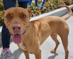 It's also free to list your available puppies and litters on our site. View Ad American Pit Bull Terrier Vizsla Mix Dog For Adoption Near California San Diego Usa Adn 793052