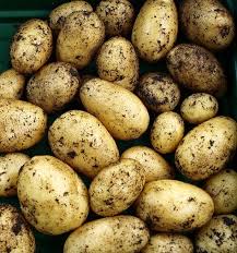 Check spelling or type a new query. Nicola Seed Potatoes Patch