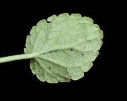 Image result for Stachys pseudonigricans