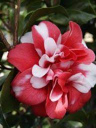 Camellia Japonica Pretty Flowers Flowers Hibiscus