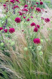 Alison Jenkins Landscapes Plants Landscape Jenkins