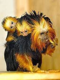 Golden Headed Lion Tamarin Cute Animals Animals Beautiful Baby Animals