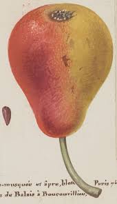Fruits Legumes Champignons Et Fleurs Henri Joseph Redoute Bas Relief Dessin De H J Redoute Gallica Poire Pear Horticultu Joseph Fruits Horticulture