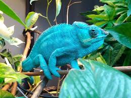 Faunaclassifieds Lizard Family Pet Chameleon