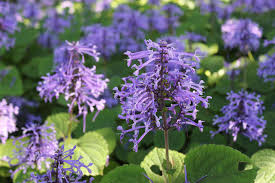 We did not find results for: 8 South African Flowers For American Gardens Gardenista