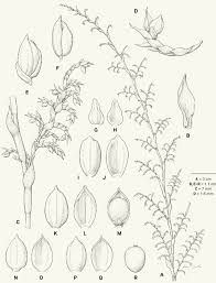 Image result for Panicum aequinerve