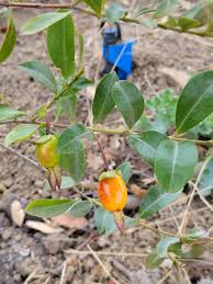 Image result for Eugenia natalitia