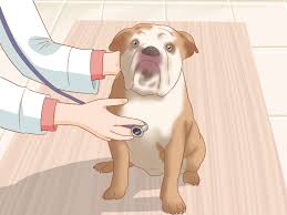 Watch short videos about #englishbulldog on tiktok. 3 Ways To Identify An English Bulldog Wikihow