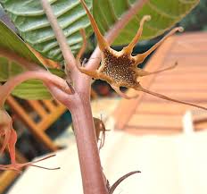 Image result for Dorstenia cuspidata