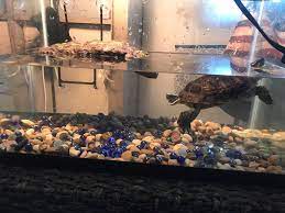 Top 6 Best Filter For Red Eared Slider Tank Review 2021 Timeline Pets