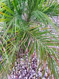 I was in a hurry to plant my new pygmy date palms. Recently Planted And Dying Pygmy Date Palm Discussing Palm Trees Worldwide Palmtalk