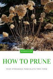 Pin On Pro Plant Tips From Nature Hills Nursery