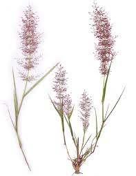 Image result for Eragrostis moggii