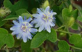 Image result for Passifloraceae