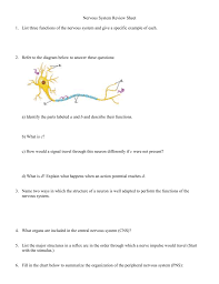 nervous system review sheet