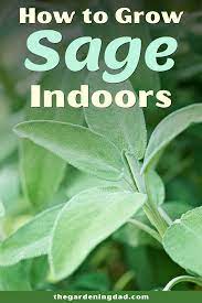 How To Grow Garden Sage Plant For Beginners The Gardening Dad In 2021 Growing Sage Sage Plant Growing Sage Indoors
