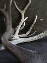 Select the department you want to search in. Gris Antlers Grey Tones 50 Shades Of Grey