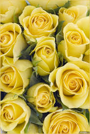 Roses Beautiful Hd Photos 1080p 8614 Roses Flower Love Yelloorose Whiterose Bluerose Redrose Yellow Rose Bouquet Rose Color Meanings Yellow Roses