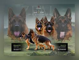 Maybe you would like to learn more about one of these? Home Zeal German Shepherds