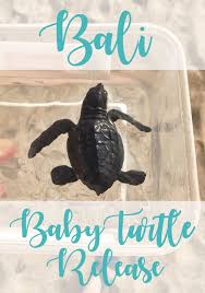 Account Suspended Bali Baby Kuta Beach Baby Sea Turtles