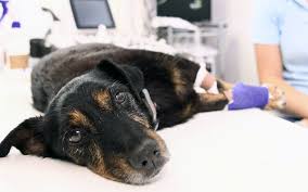 Methods 1 applying the nasal cannula 2 solving common comfort issues if you have to use supplemental oxygen, a nasal cannula fits into your nose to deliver the. 6 Ways Animals Receive Oxygen In Veterinary Medicine