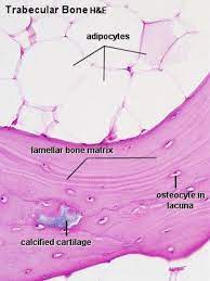 Bone Growth Bone Health Osteoporosis Osteoporosis Bone Health Osteogenesis Imperfecta