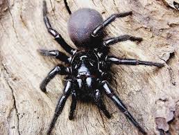Black And White Spider Texas Poisonous 19 Reasons Why Arachnophobes Should Give Australia A Miss Funnel Web Spider Sydney Funnel Web Spider Poisonous Spiders