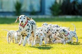 You can find dalmatian puppies priced from $250 usd to $3500 usd with one of our credible breeders. Video Meet The Real Life Perdita From 101 Dalmatians With A Record Breaking Litter Inside The Magic